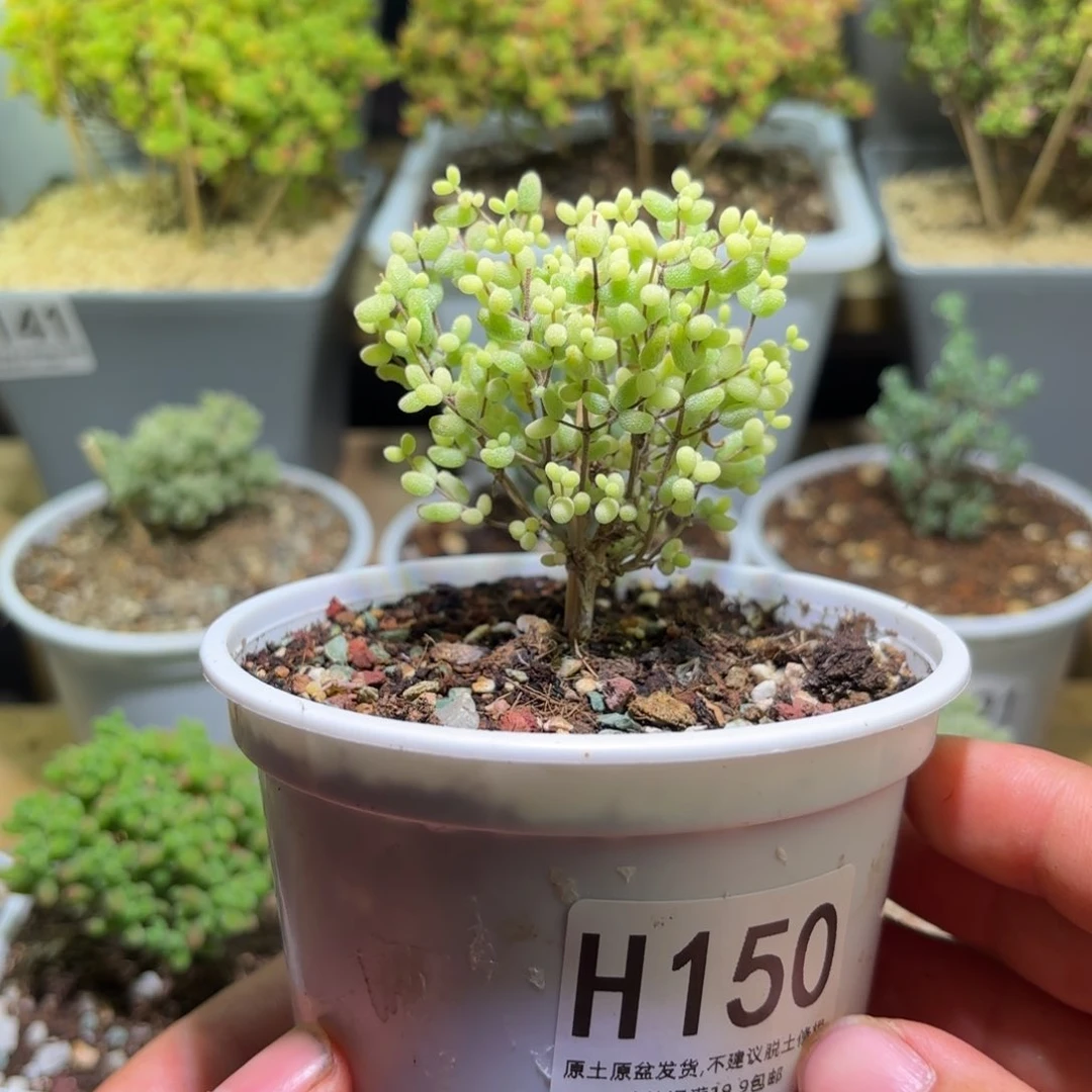 枝干番杏米粒锦H150