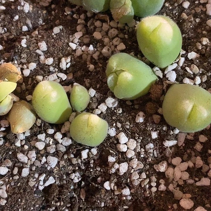 毛翠滴一颗。 三头以上。