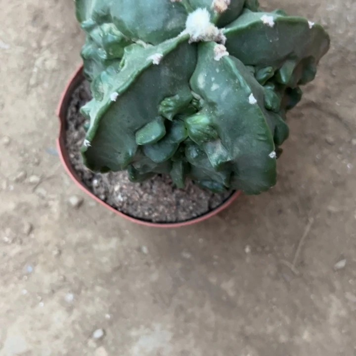 茉***莉吉祥如意。      星