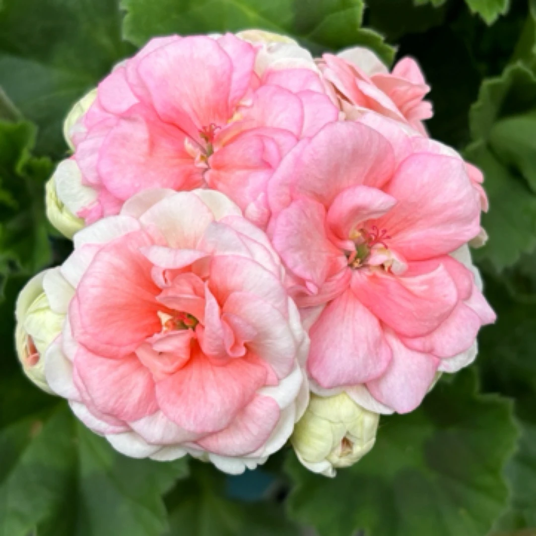 《王子》天竺葵直立