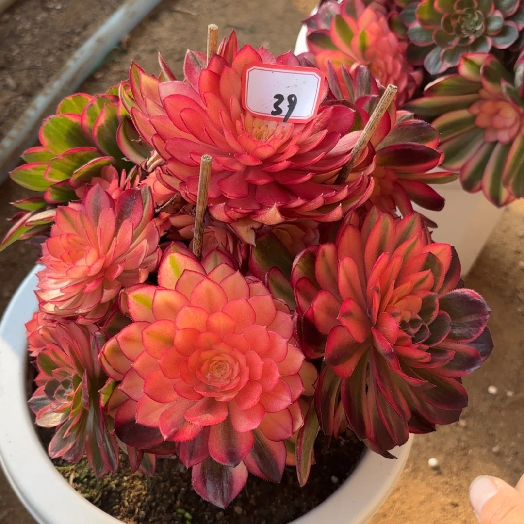 海*39黑魔锦多肉植物