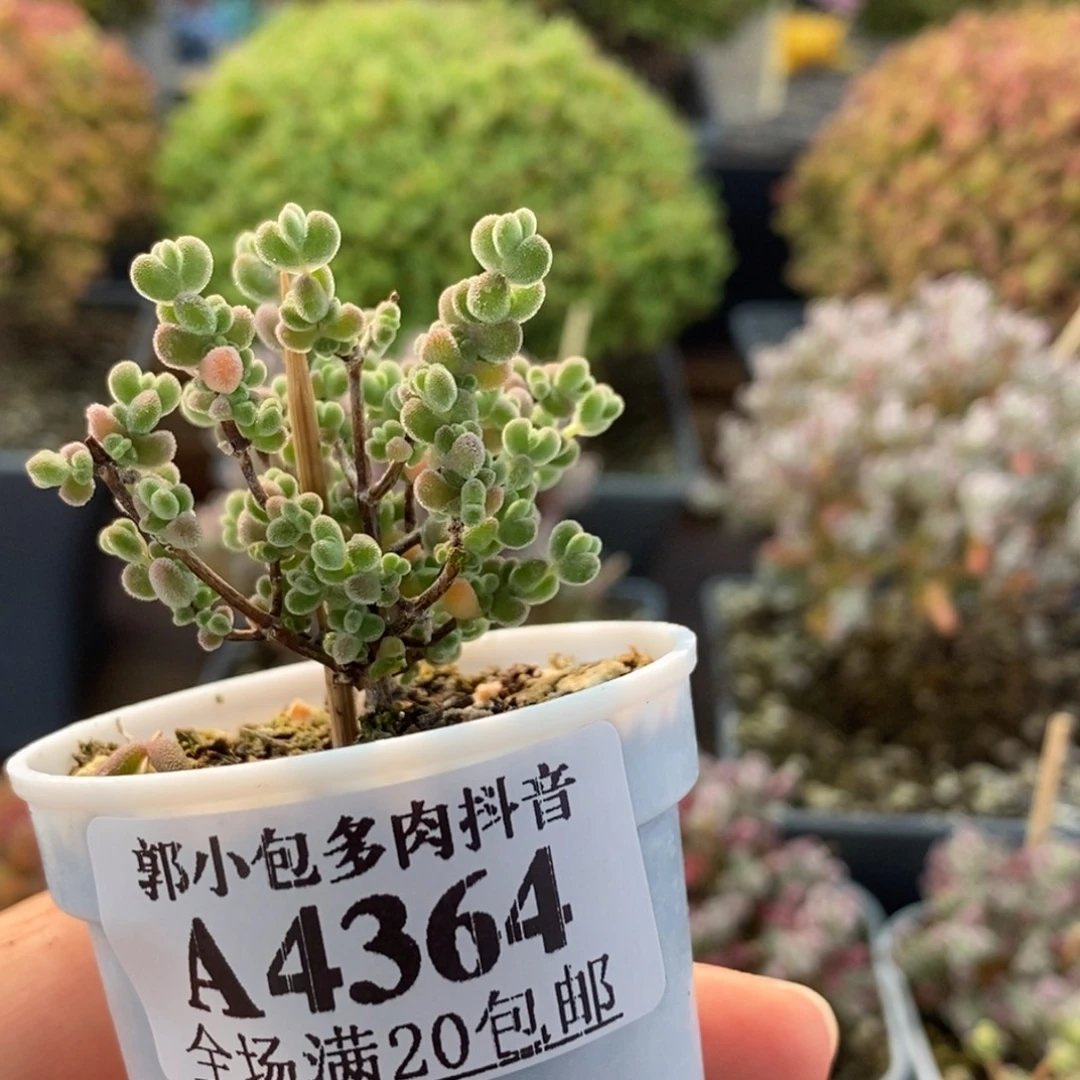 实生莱斯4364枝干番杏