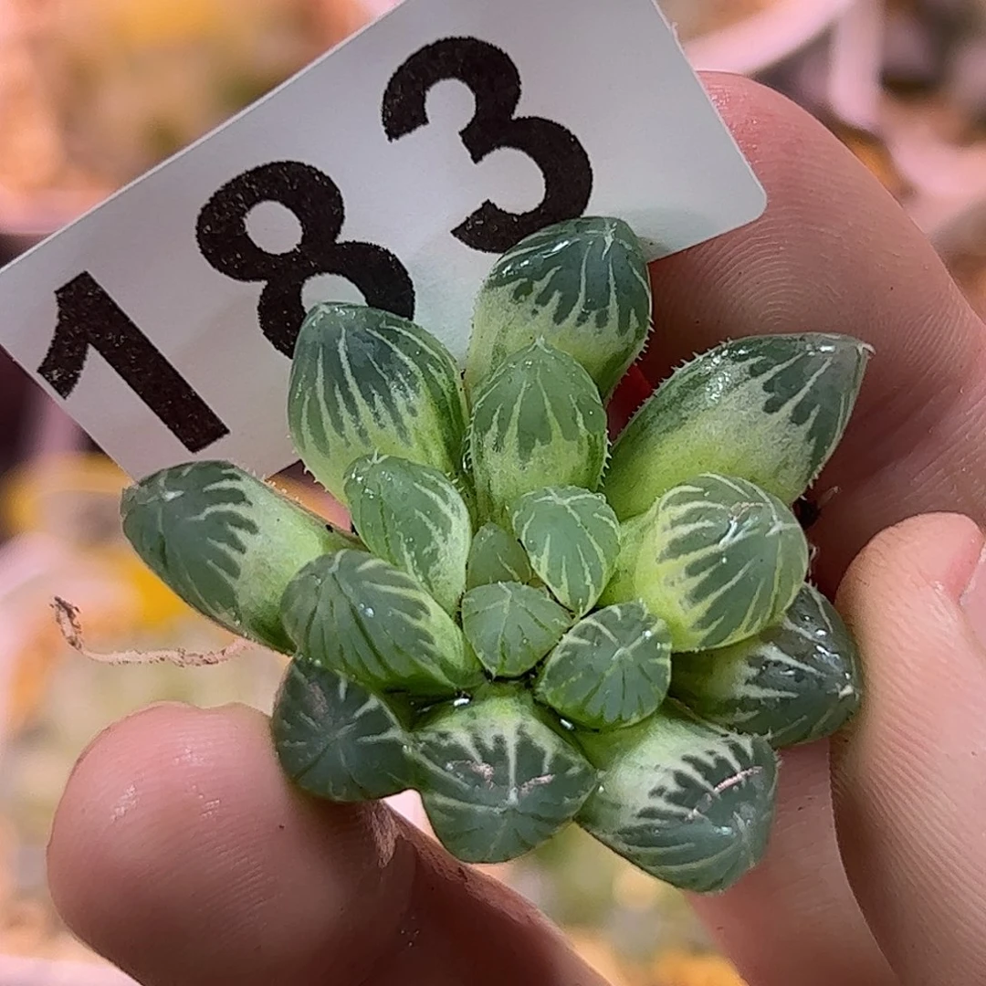 红红火火恍恍惚惚