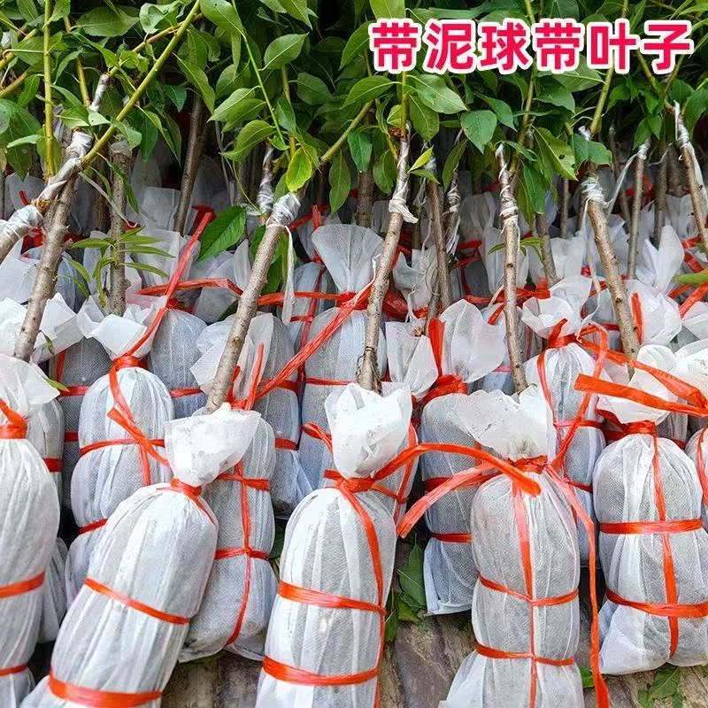 钱排银妃三华李子树苗嫁接水果苗红心三月早熟李子苗蜂糖李子树苗