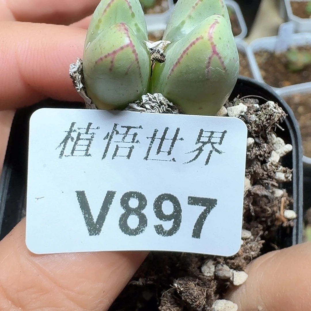 897盒多肉植物哇f g