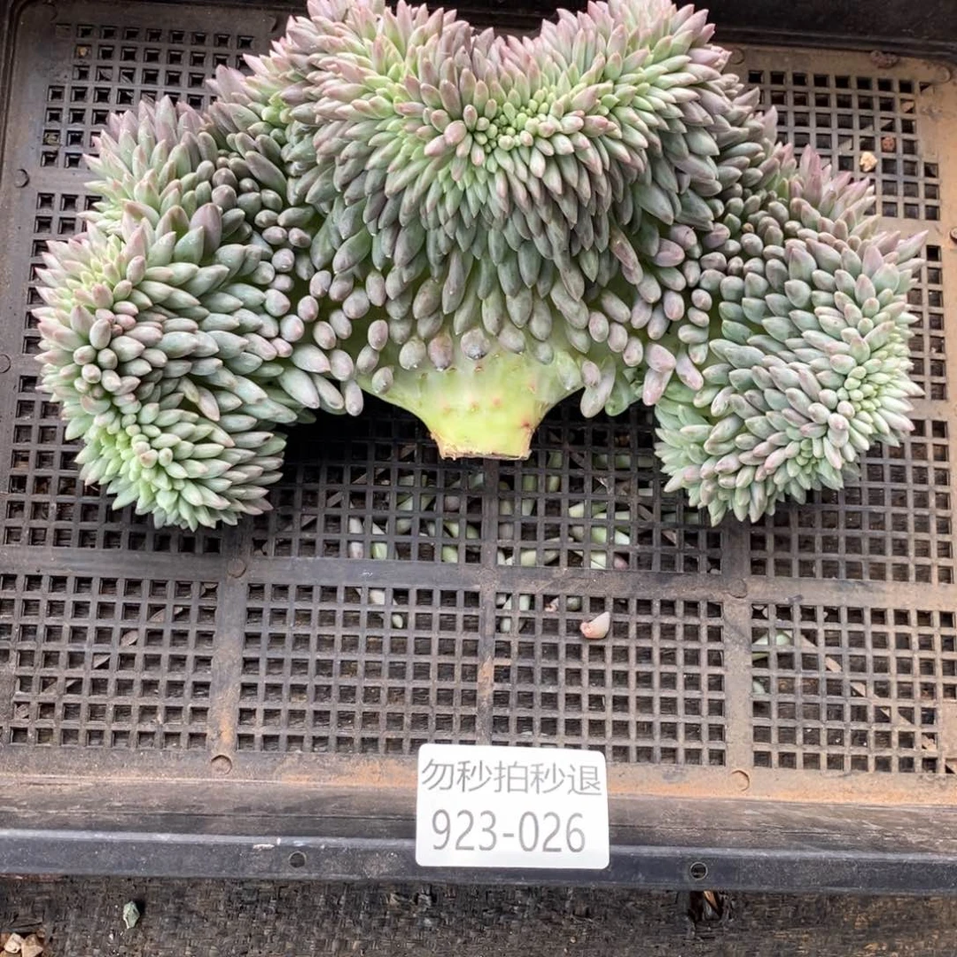 .*勿秒拍秒退 923-26红蜻蜓缀