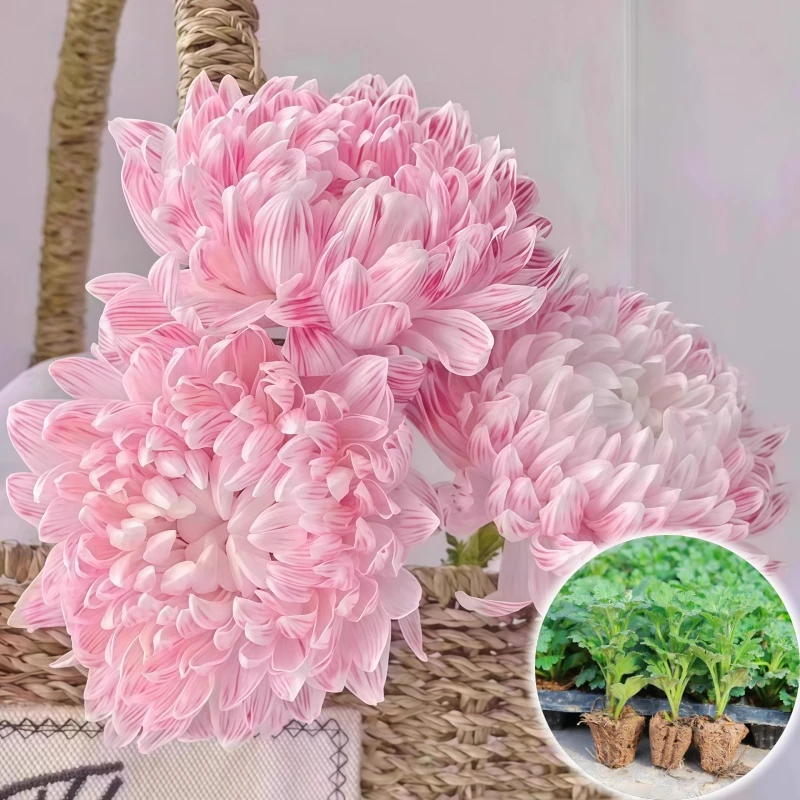 【浅粉】新鲜大菊花苗【不活包赔】庭院大花带原土绿植易养优质苗花卉