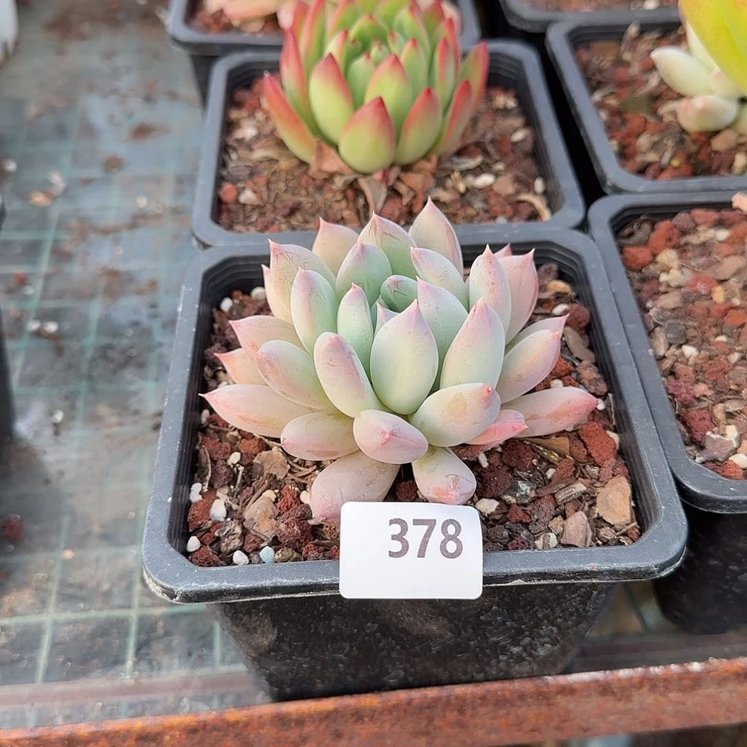 芙*378号 一物一拍