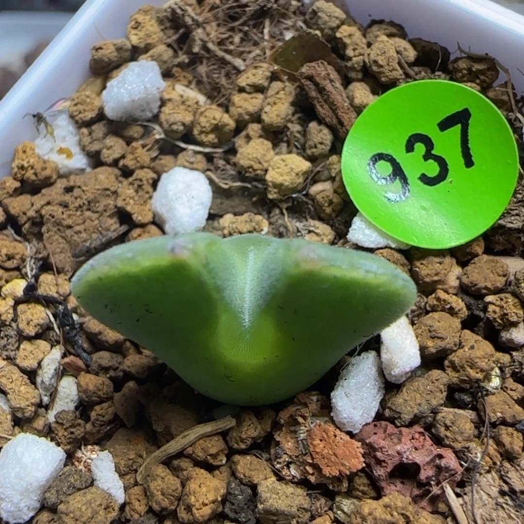 大眼睛空蝉1.7+多肉植物937