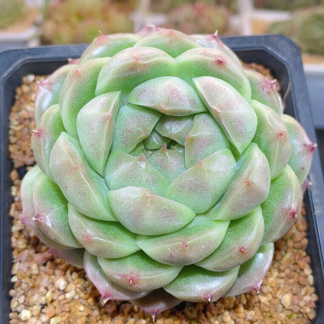 1999萌萌小牛翡冷翠