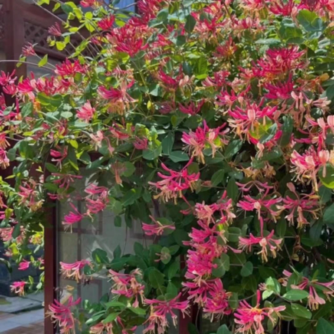 金银花树苗盆栽爬藤植物庭院花卉耐寒老桩阳台观赏绿植彩色金银花
