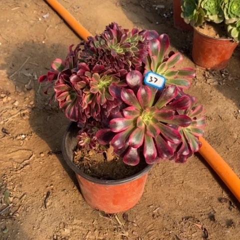 美杜莎缀微瑕一物一拍