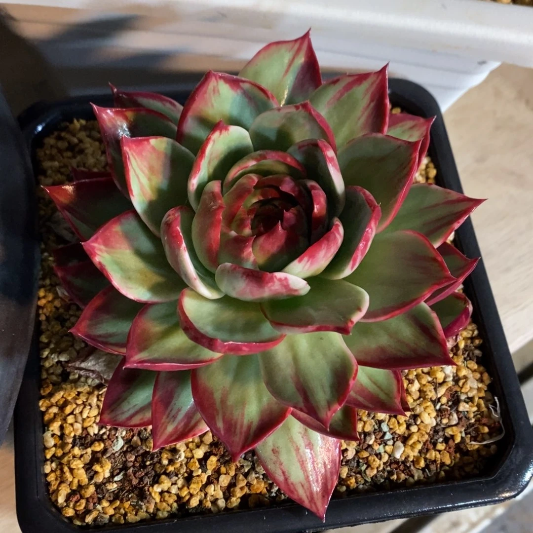 惊鸿仙子一物一拍