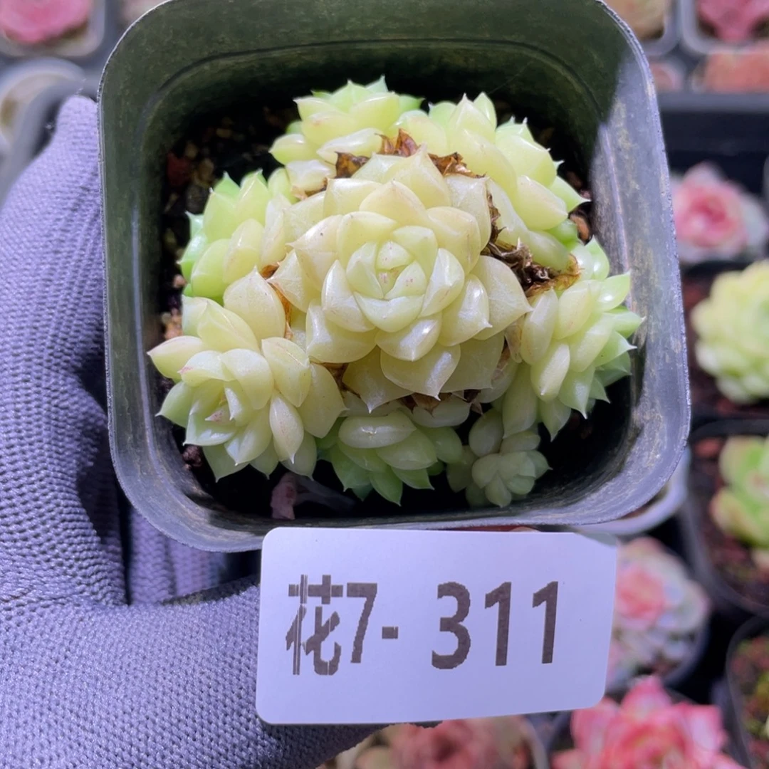 花利美7-311白天鹅