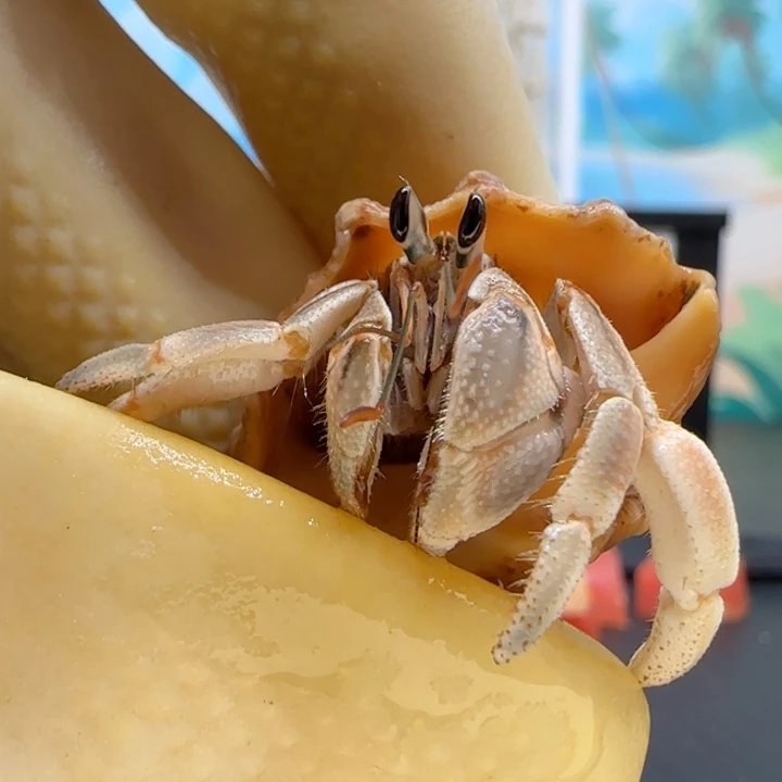 A6异色 西沙4cm口径