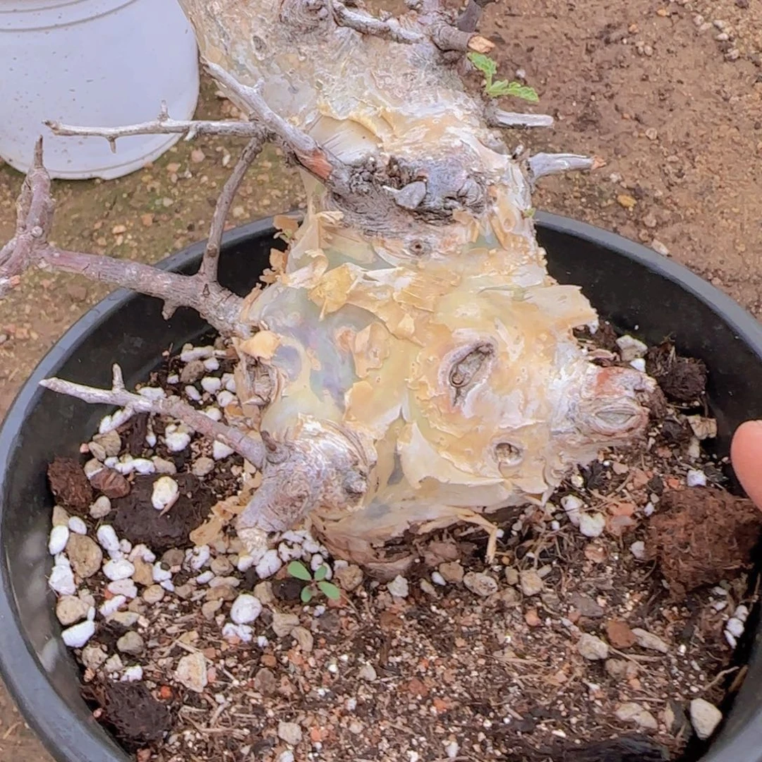 C***.块根植物块根植物