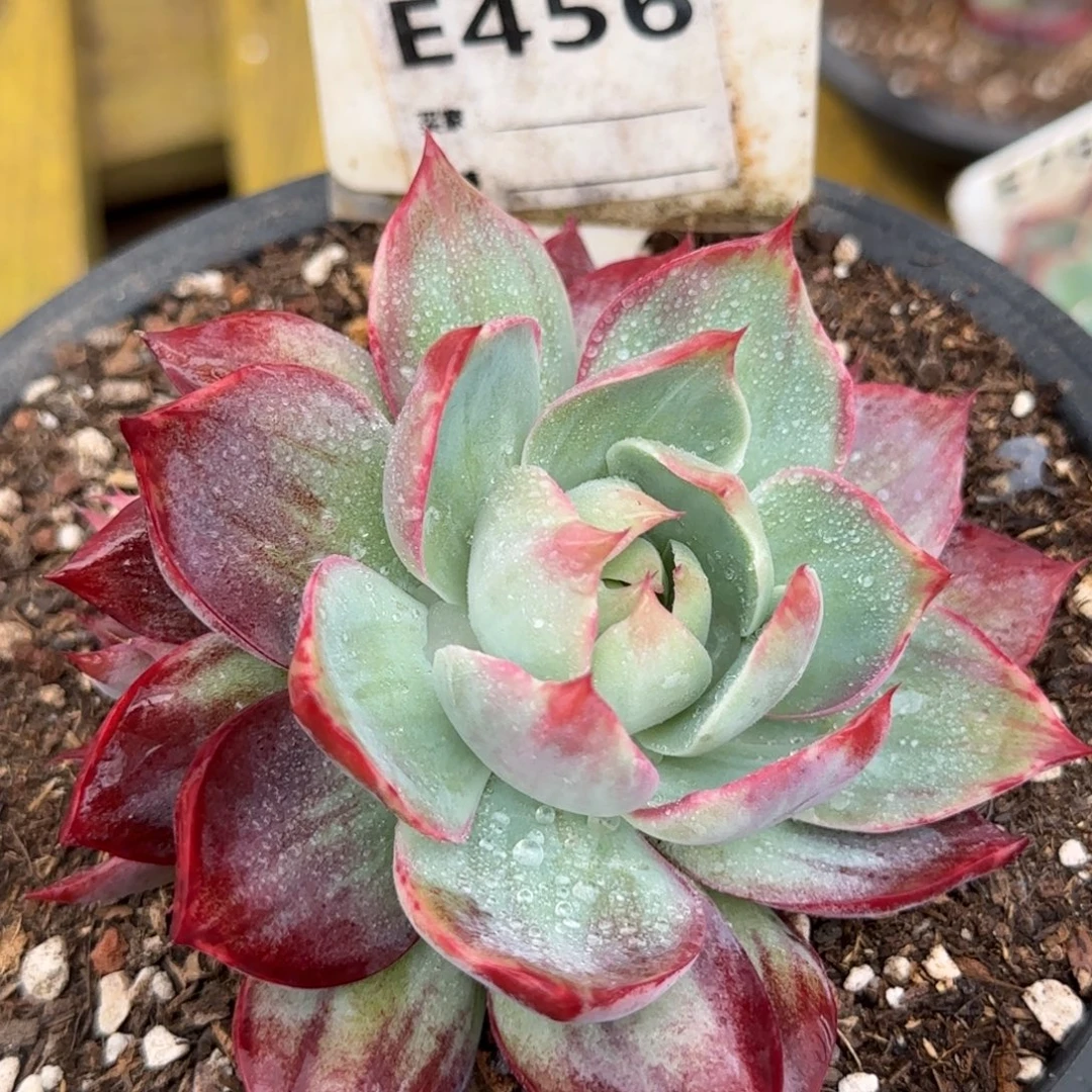 花脸拉丝惊鸿一物一拍包装收缩花旱456