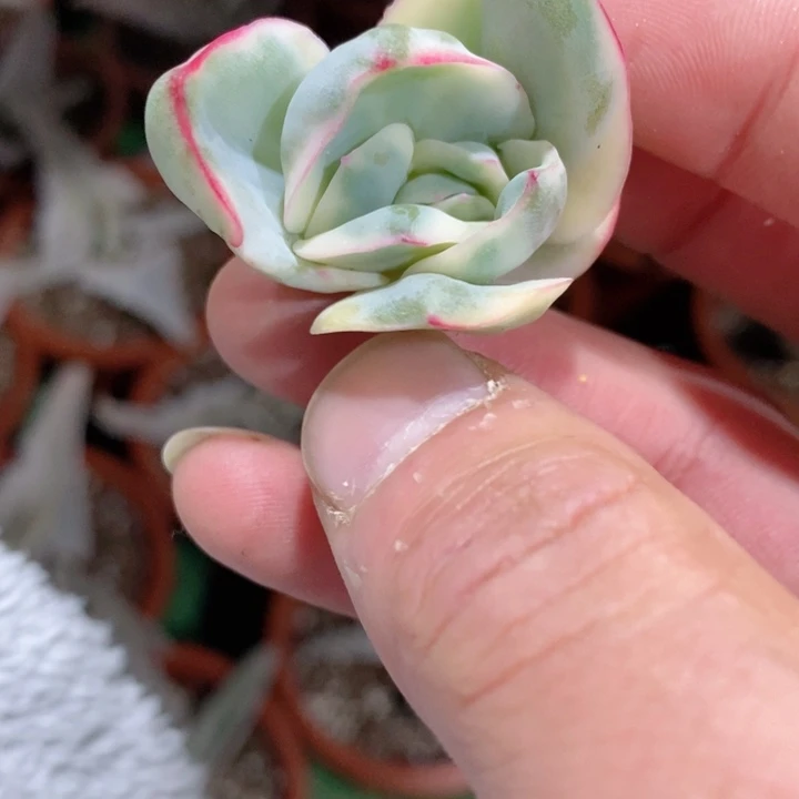 嗨*来晨露锦复轮崽多肉锦