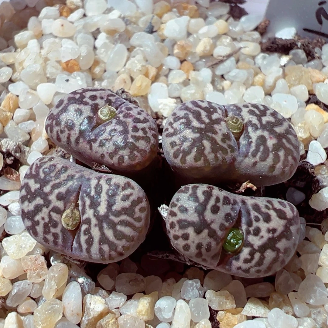 925-810多肉多肉鸟哈尼