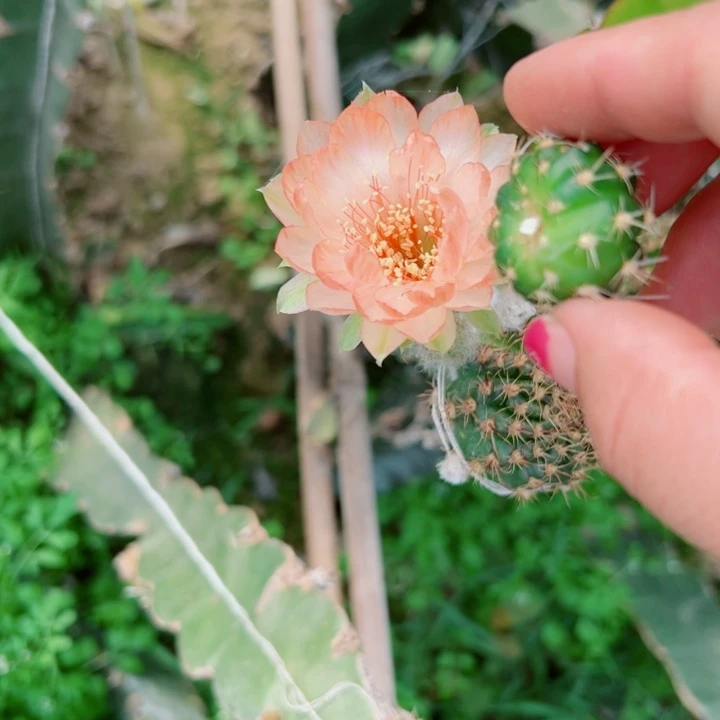 63丽花96歪无根侧芽2一3公分左右
