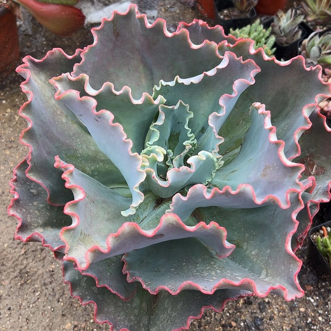 多肉植物蓝色妖姬