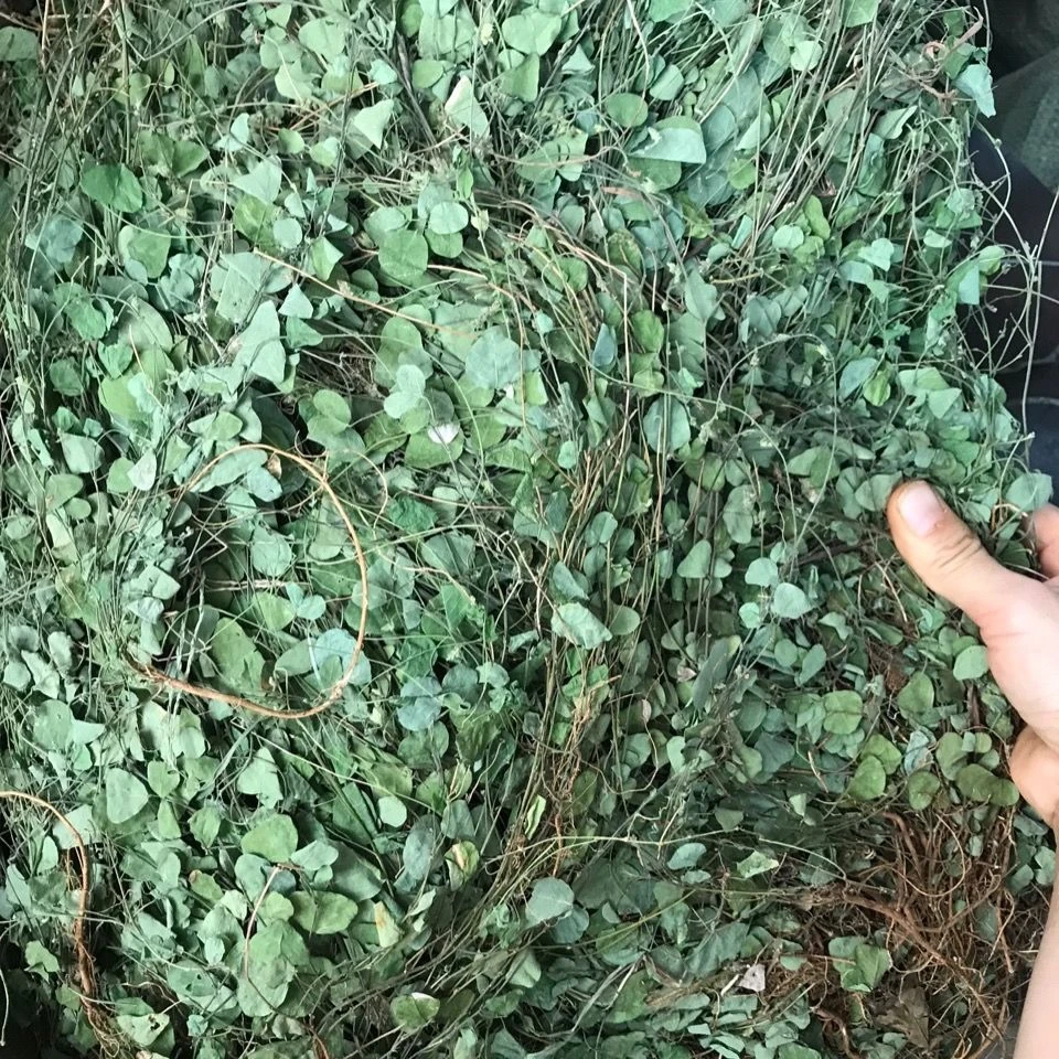 广西农村大山化石草