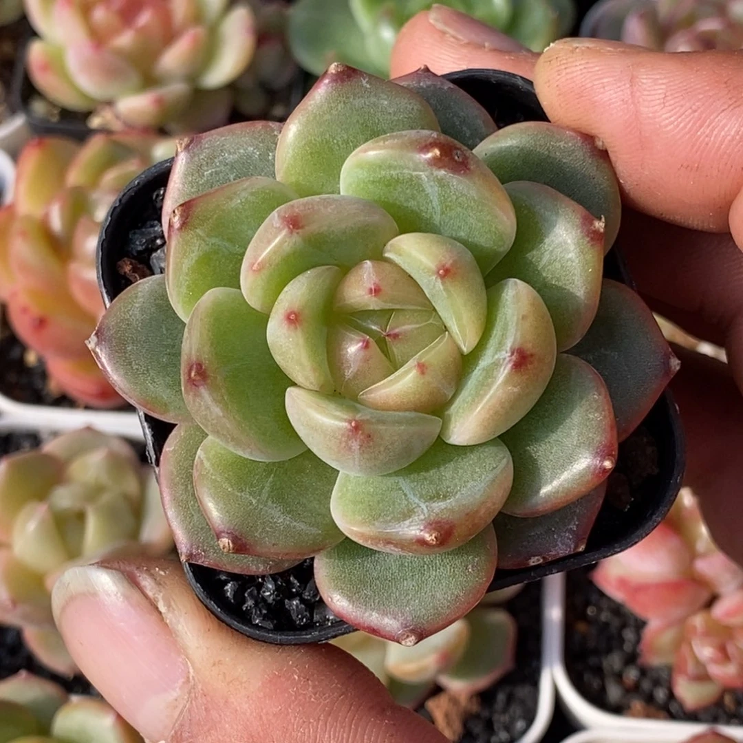 天官赐福百无禁忌