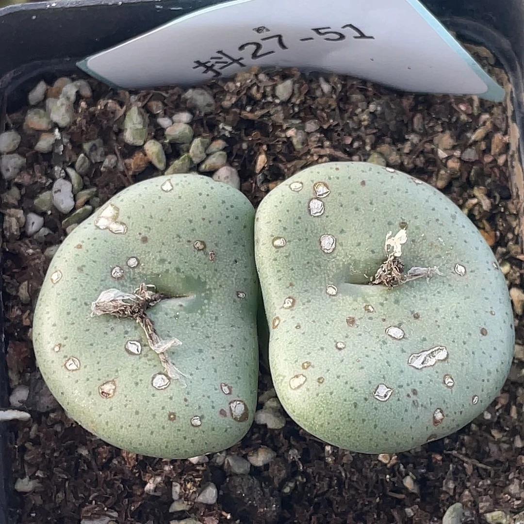 27-51酒杯多肉植物