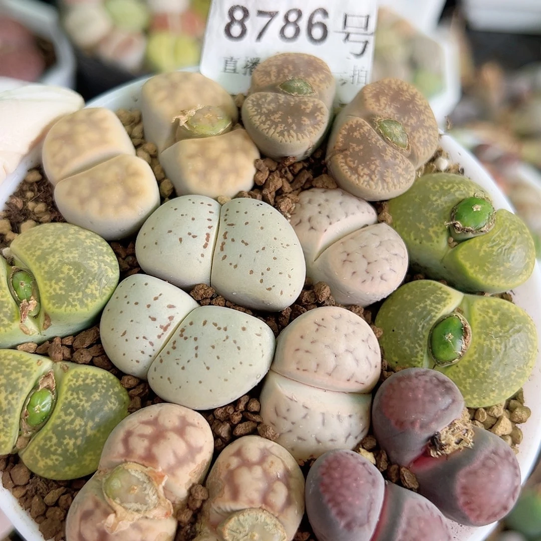 8786 好养易活生石花大母本双头彩拼9cm盆