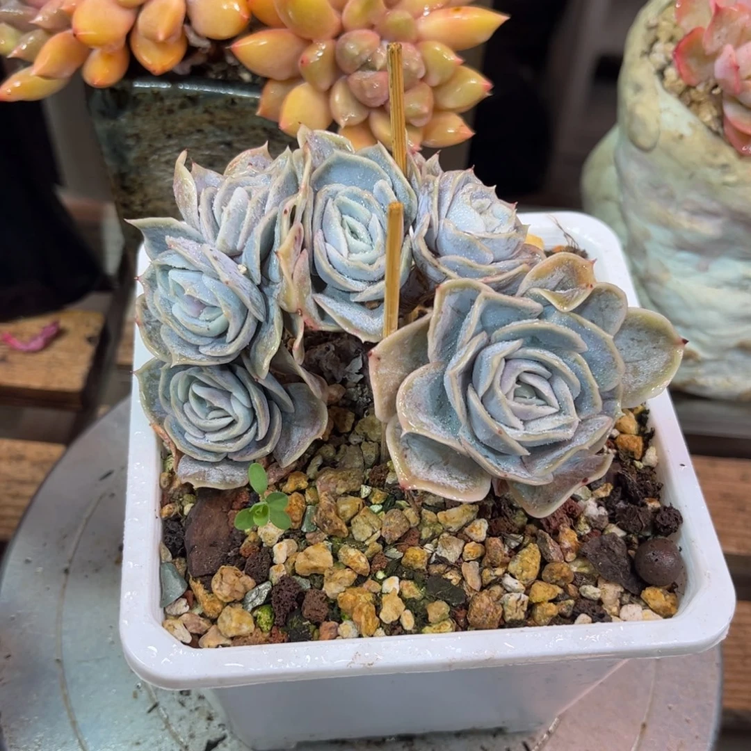 蓝色惊喜朵朵缀duonvnvnv