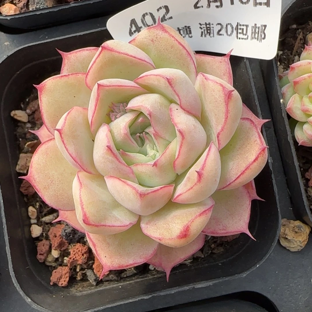 花语逸境0218-402