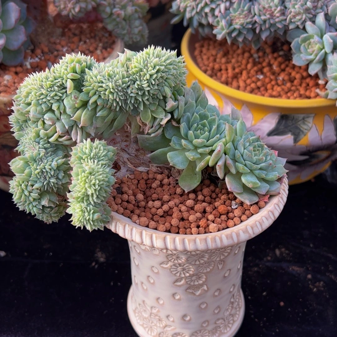 黄粉心冰魄缀 天天开心