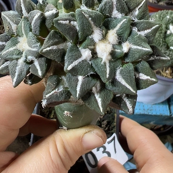 双头黑牡丹037仙人球