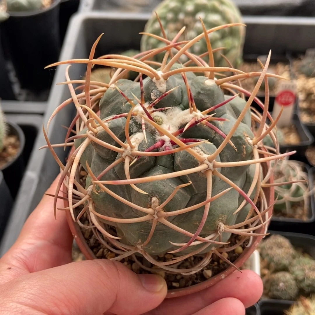 自根泰刺高木绯冠龙7.8cm