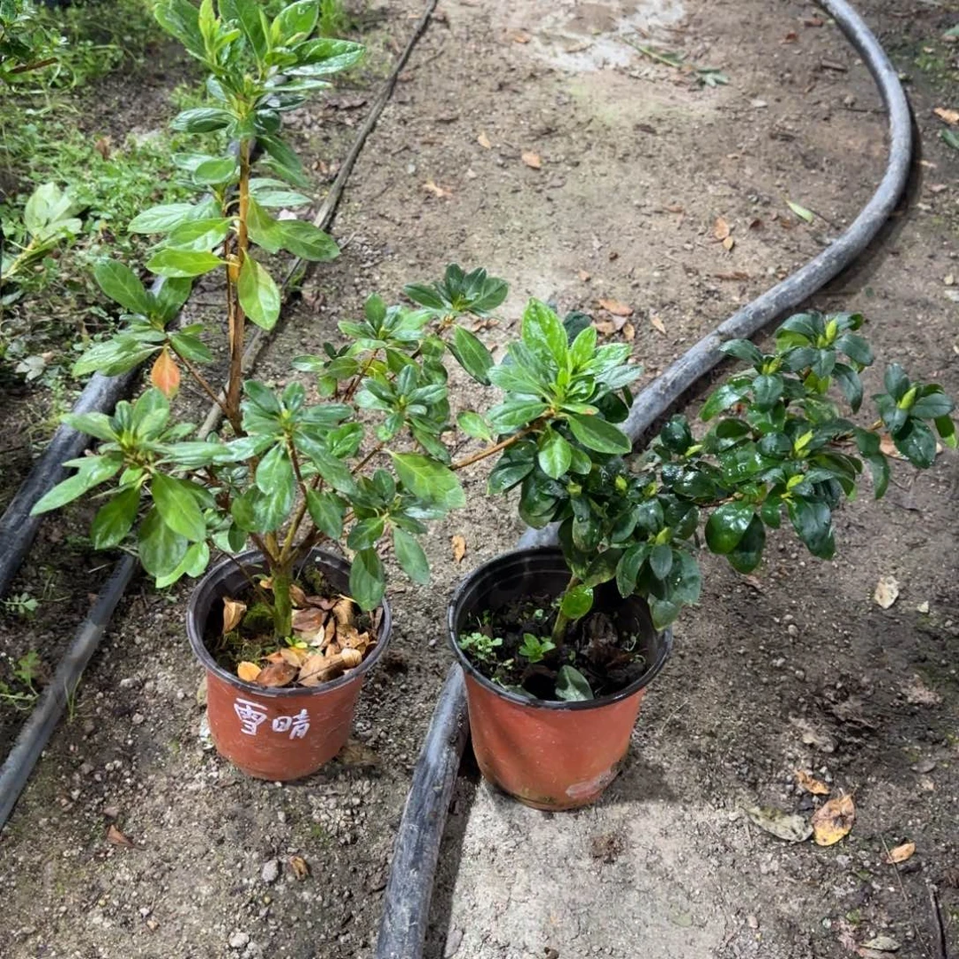玛***e完全开放雪晴 嫦娥杜鹃花