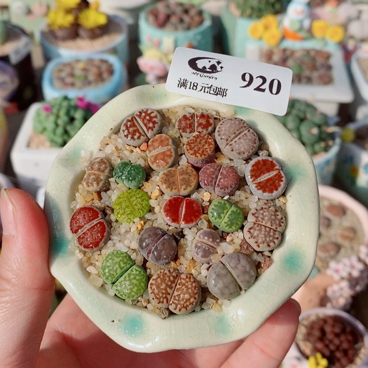 生石花花花花花花花920