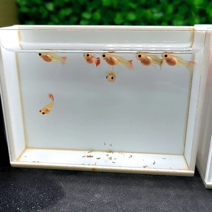 孔雀鱼红礼服大C苗子8条。