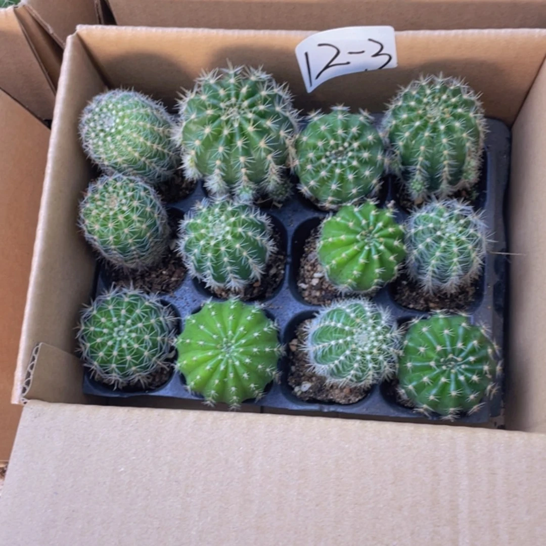 【闪购商品】12颗-3号约3-5厘米仙人球