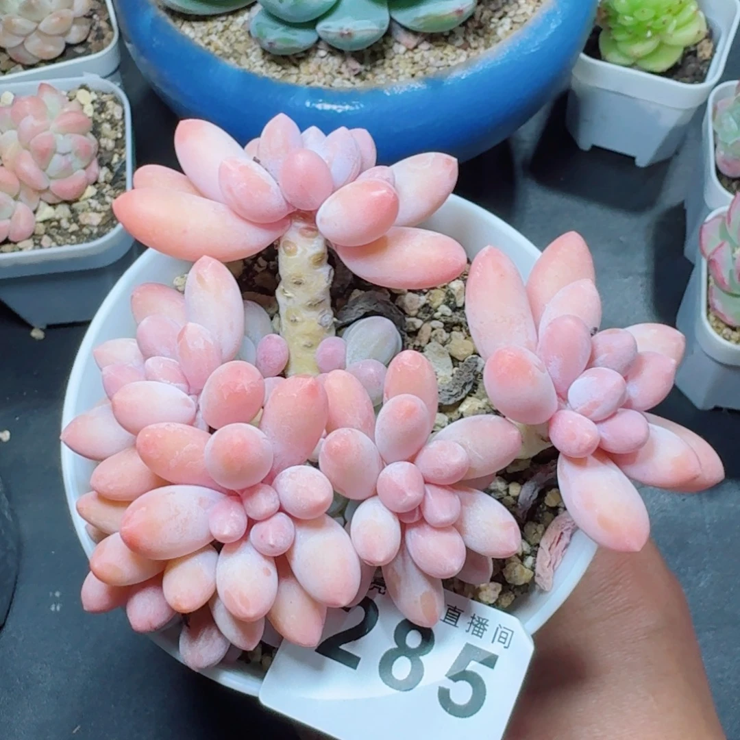 汤圆群生            精美多肉植物