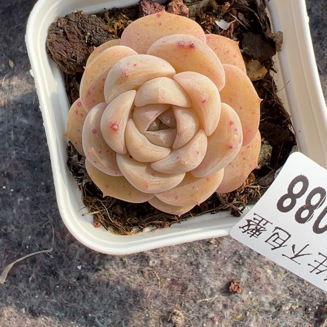 小卡拉米糖心一物一拍30-88