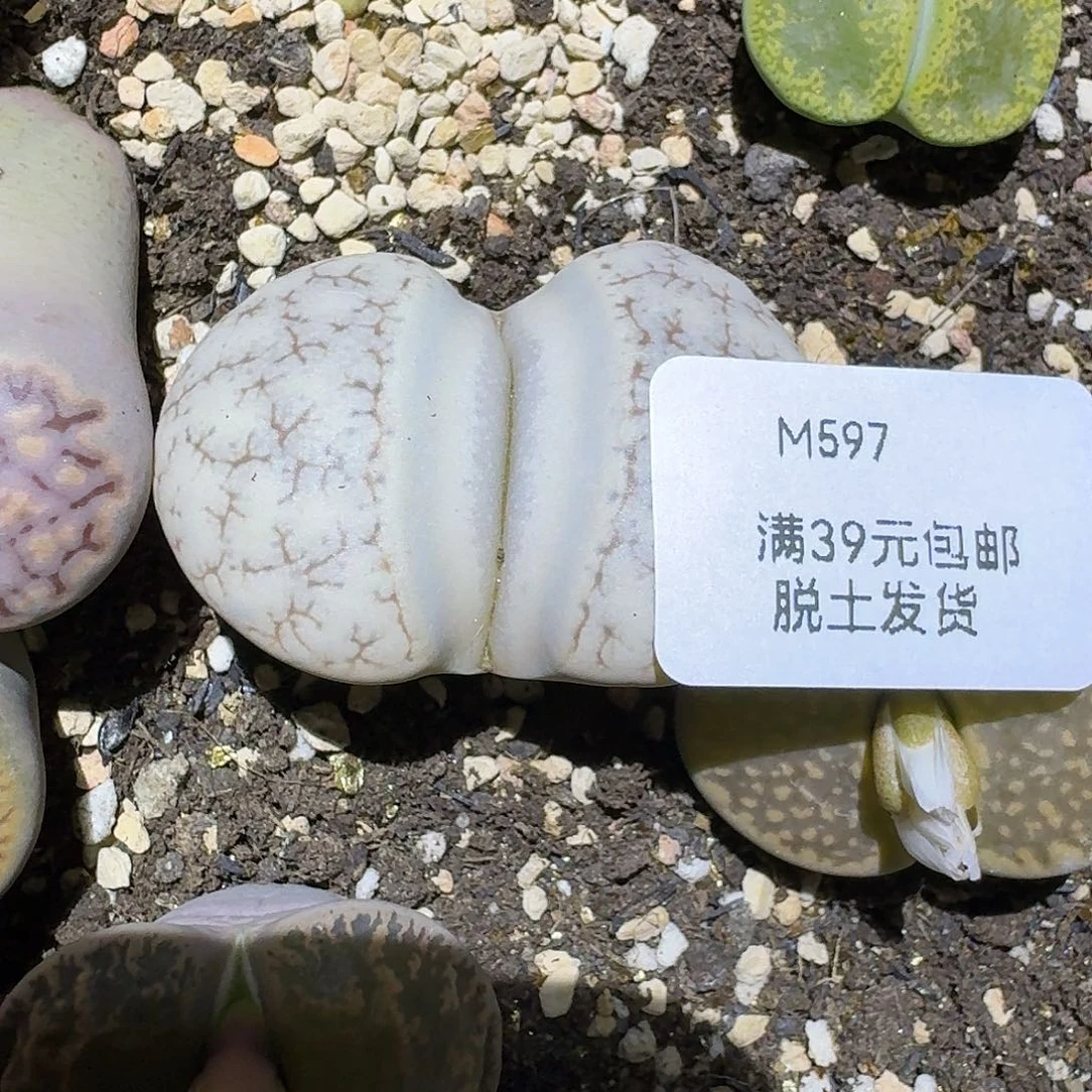 597号4.2厘米哈哈哈哈哈哈