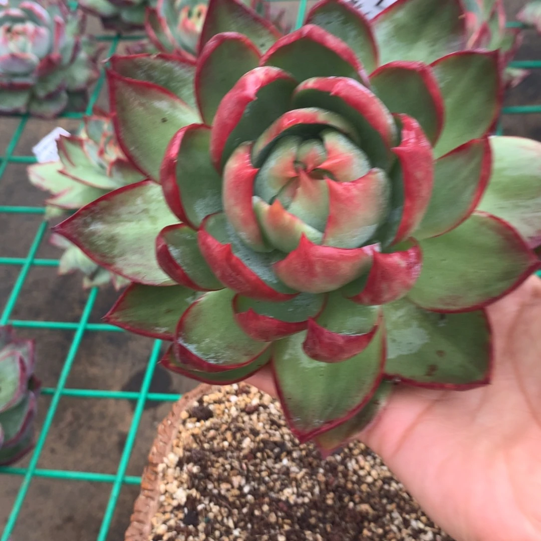 1226号多肉植物惊鸿，16