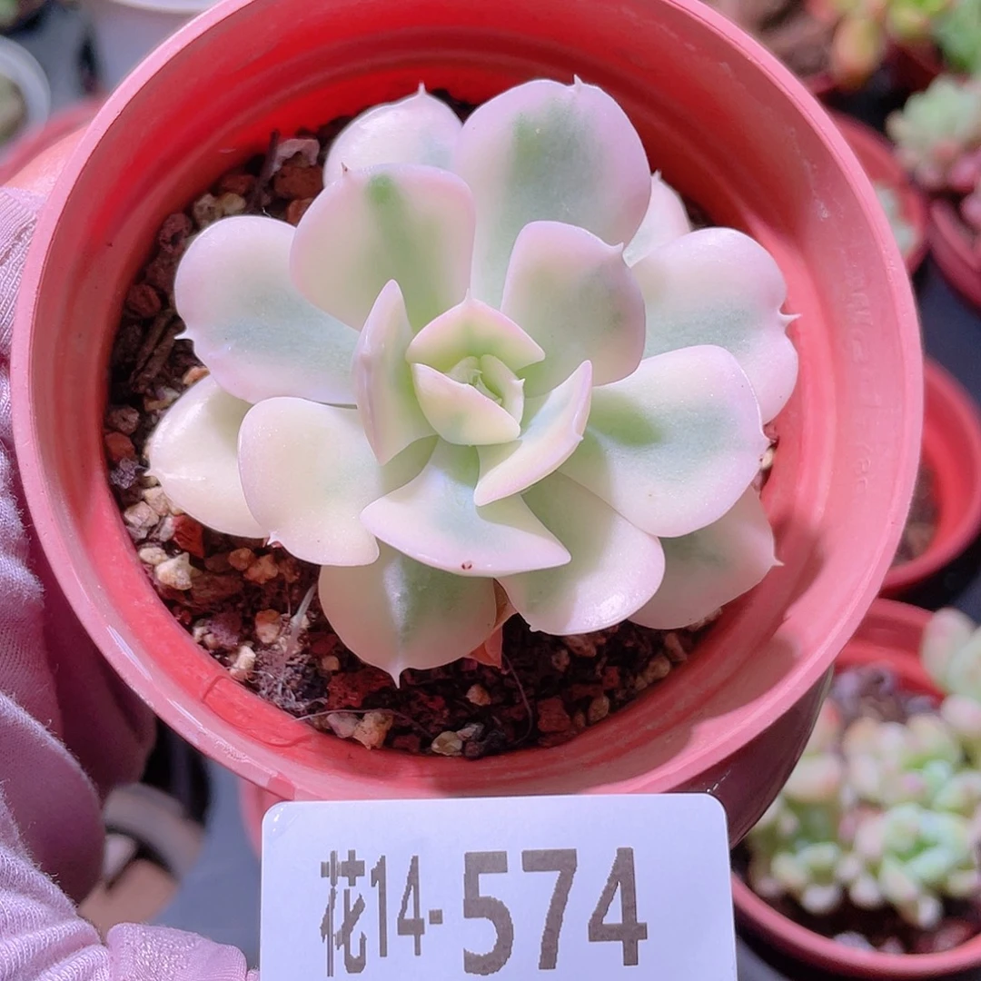 花利美14-574鲁氏锦