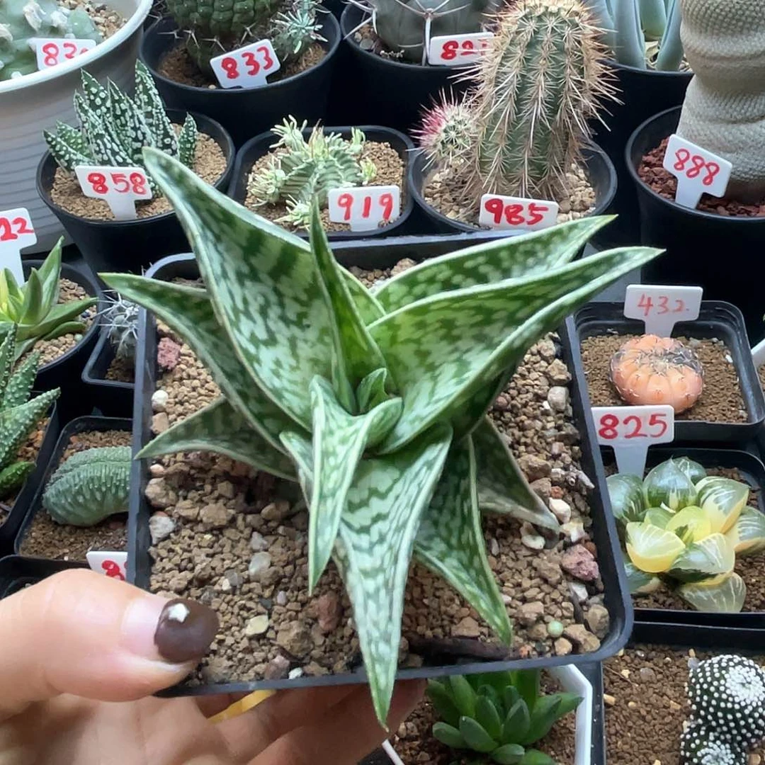 实生豹纹原始芦荟仙人球，