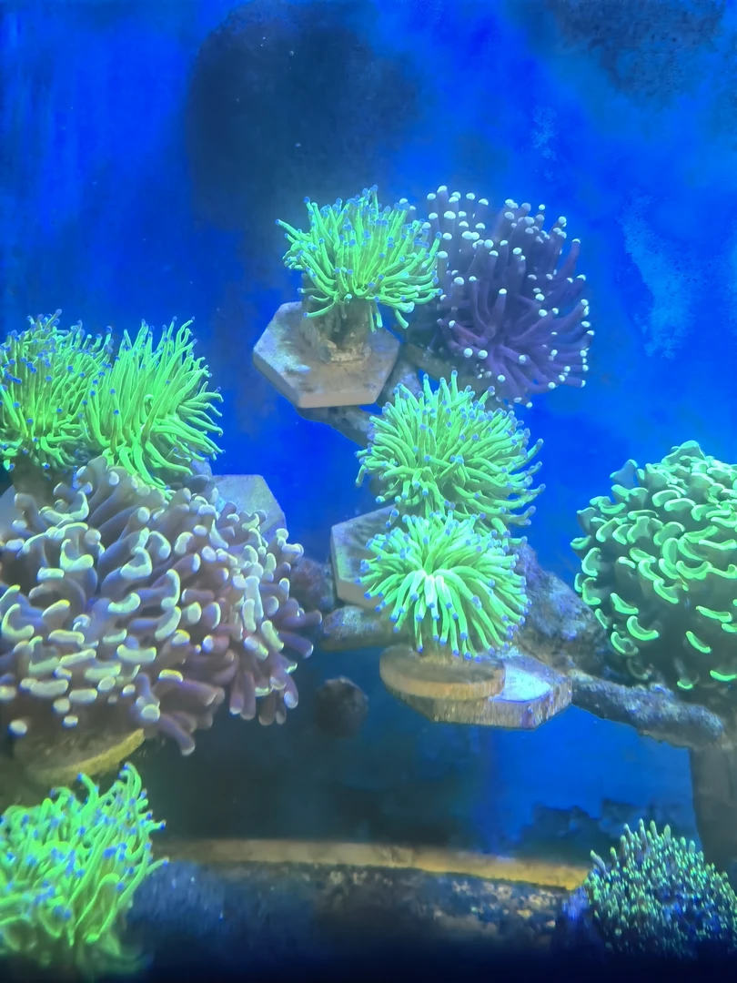 荧光绿火柴花一头花好看好养实物拍摄图