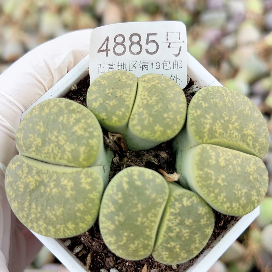 4885 好养易活生石花大母本
