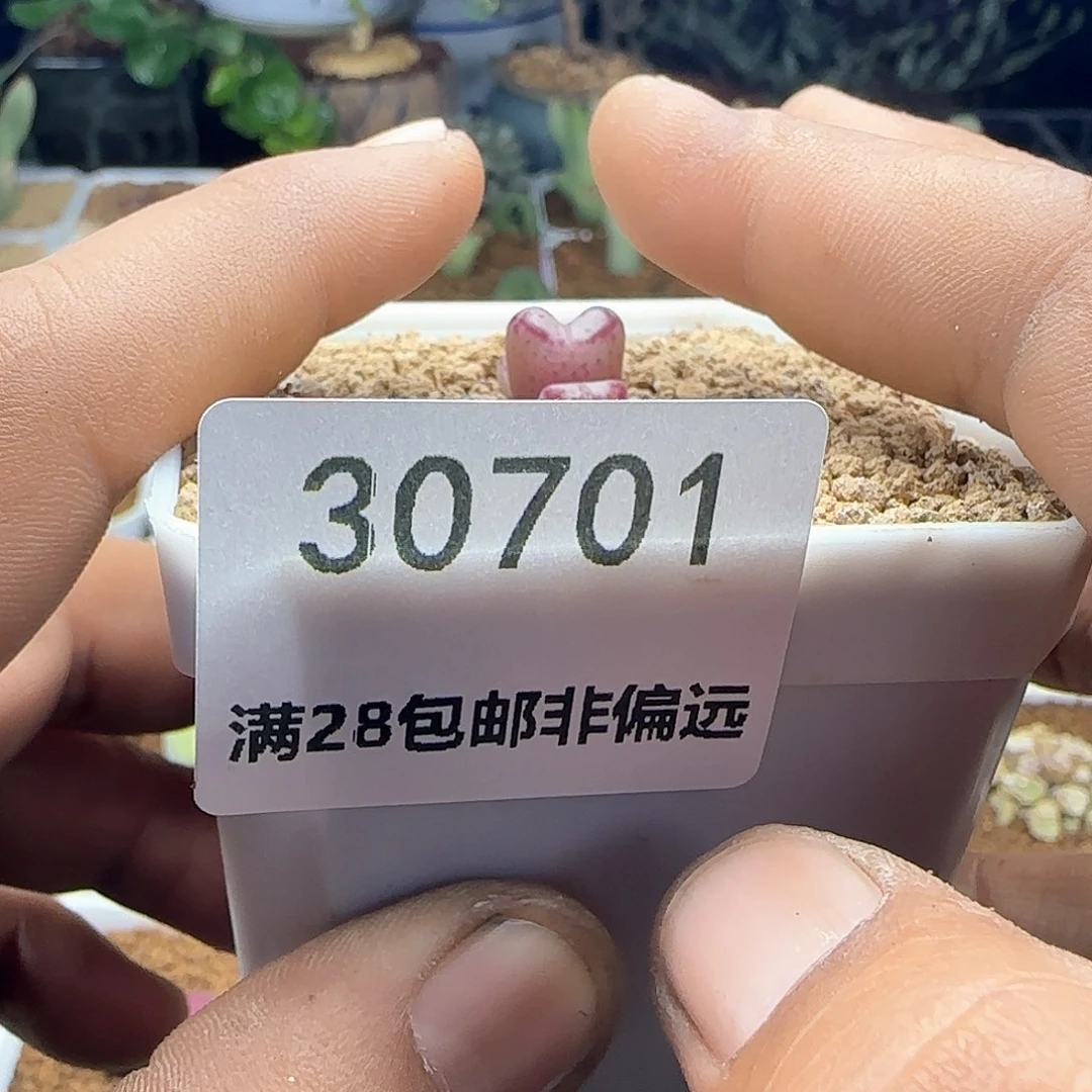 我***卡脱土28包邮30701