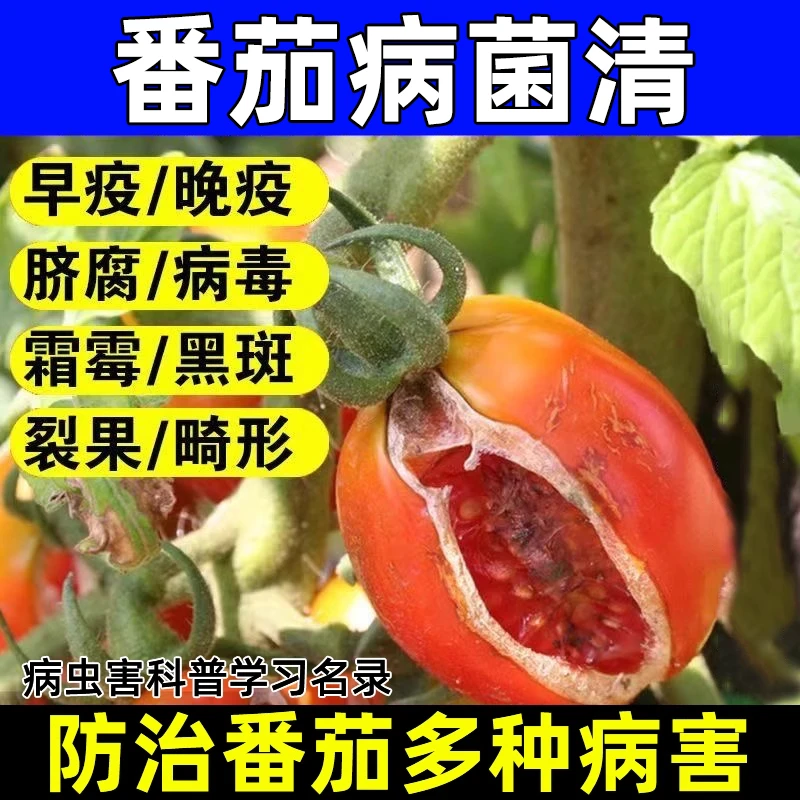 番茄西红柿叶斑病轮纹病青枯病蔓枯病病毒病炭疽病番茄叶面水溶肥