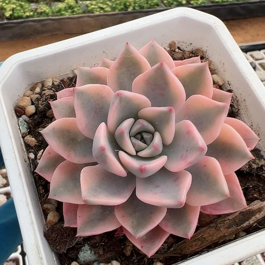 红粉佳人锦宽覆轮锦，多肉植物