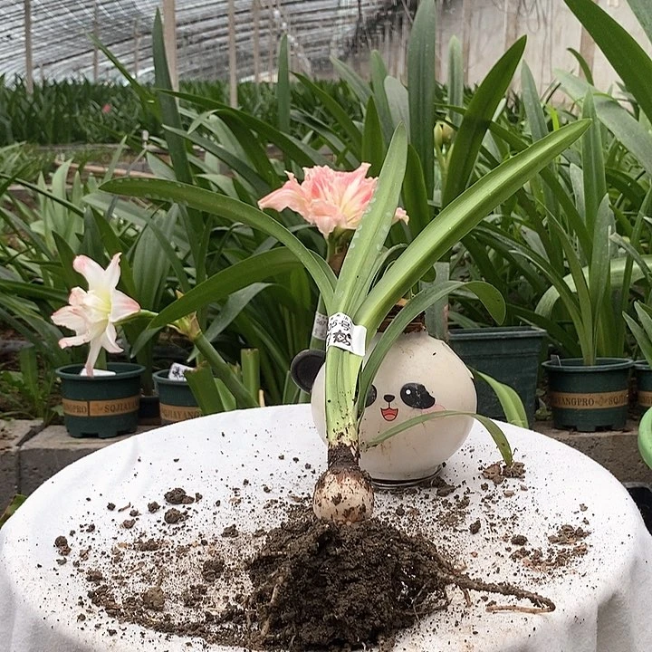 全部花苞雏鹤3厘米105号